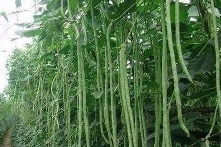 中药材半夏用什么肥料可以生根？中药材半夏壮根肥什么时候施肥？