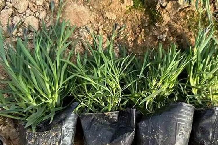 葱籽才种下去,浇尿能烧死不出不