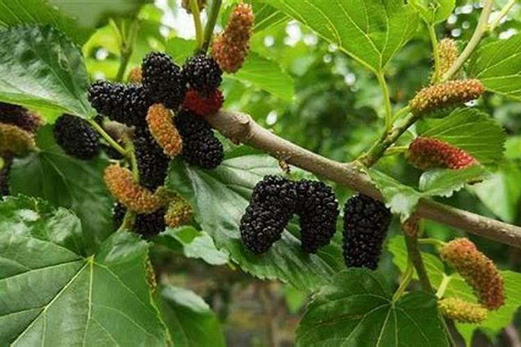 桑树施肥方法大全