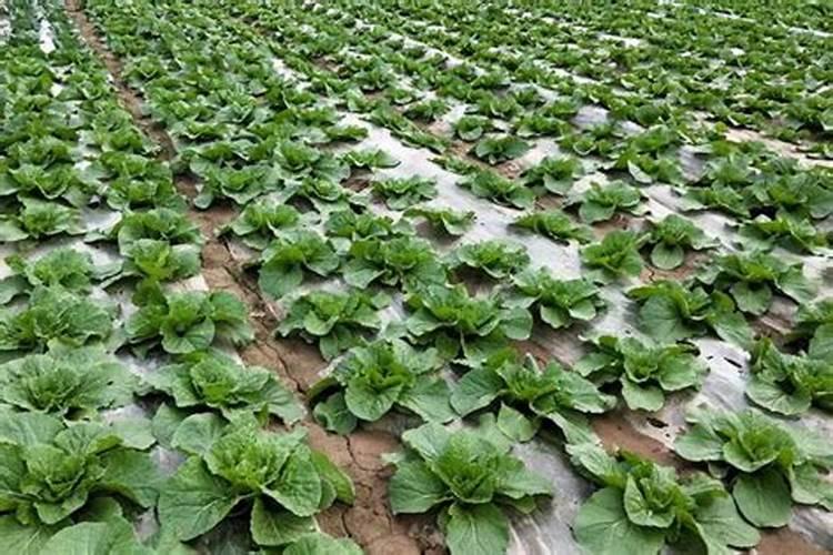 白菜追肥用什么肥料好