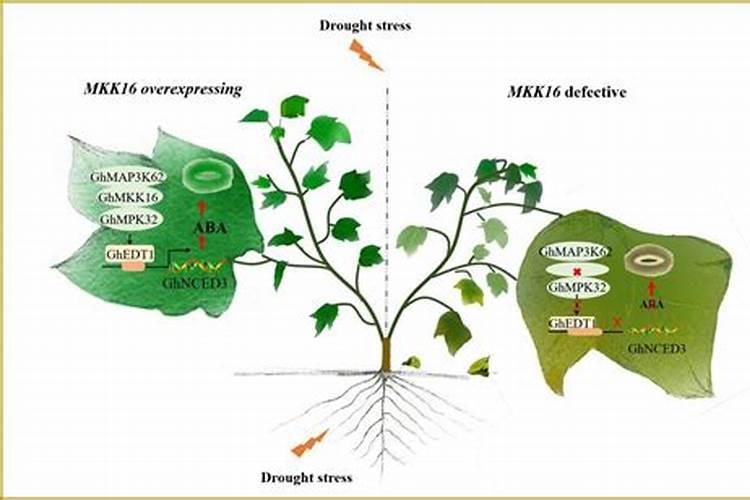 棉花受旱打叶面肥有用吗？