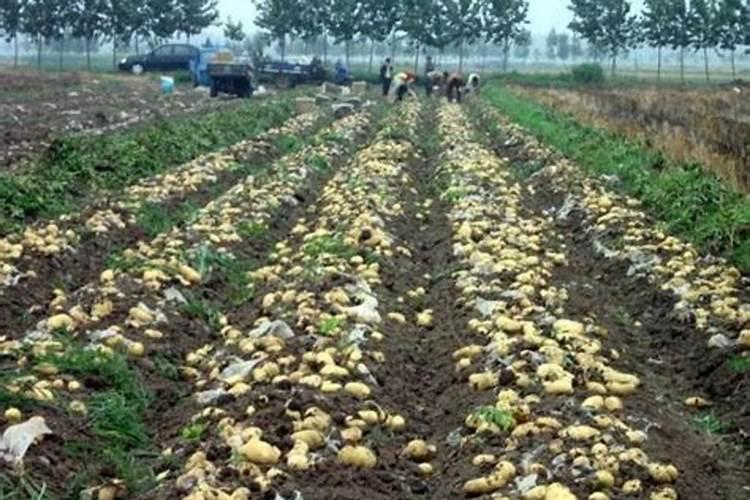 土豆施肥的方法 如何给土豆施肥