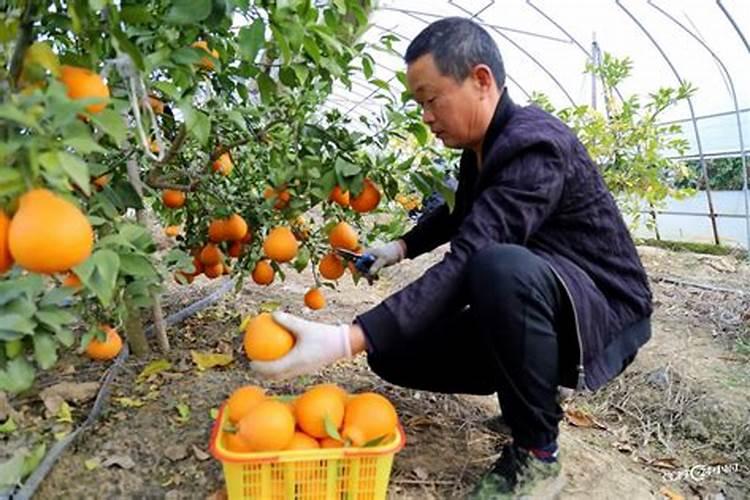 柑橘种植施肥要点有哪些？柑橘结果后用调色师叶面肥料？