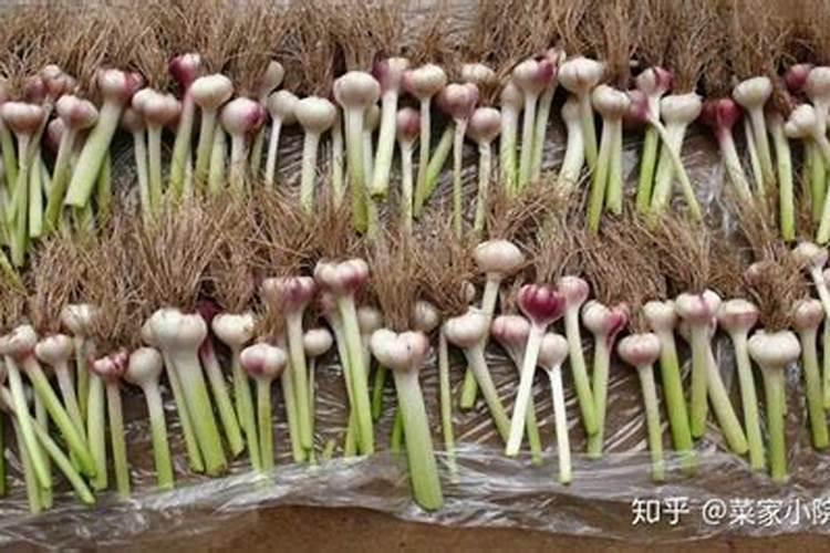 大蒜用什么肥料追肥好