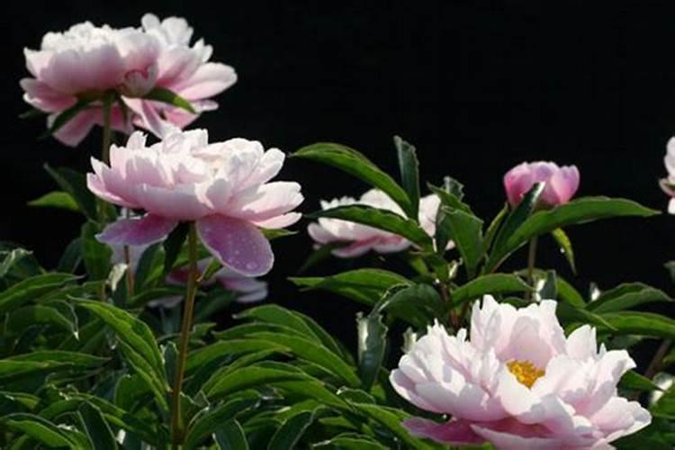 芍药花需要什么肥料