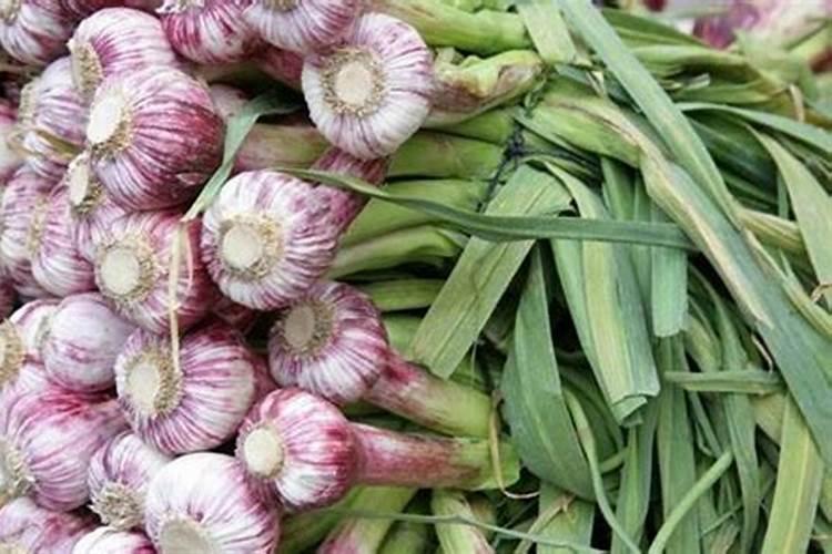 硝酸铵钙大蒜膨大期能用吗