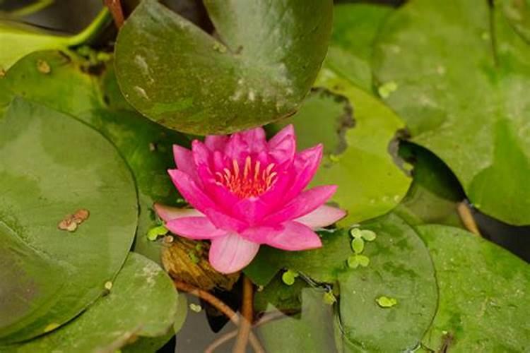 磷酸二氢钾为什么不能频繁喷(喷施磷酸二氢钾注意事项)