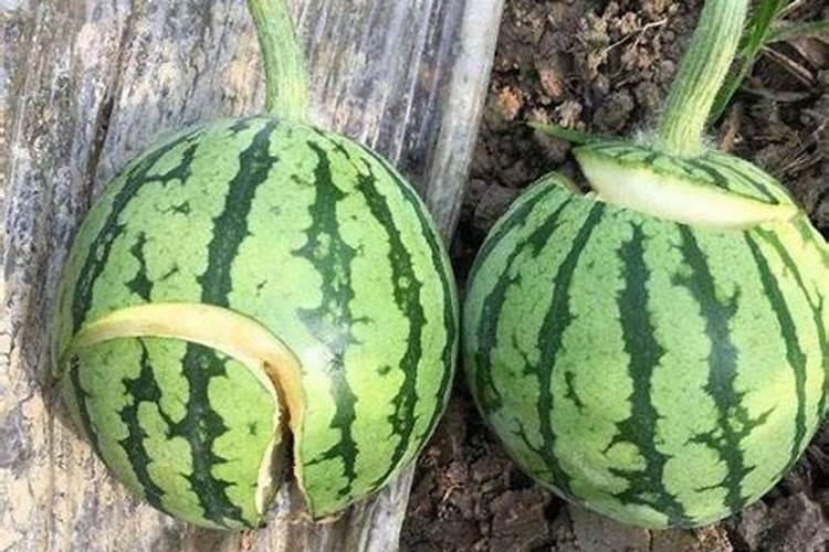 西瓜膨大期可以冲施3个15芭田布衣皇后吗