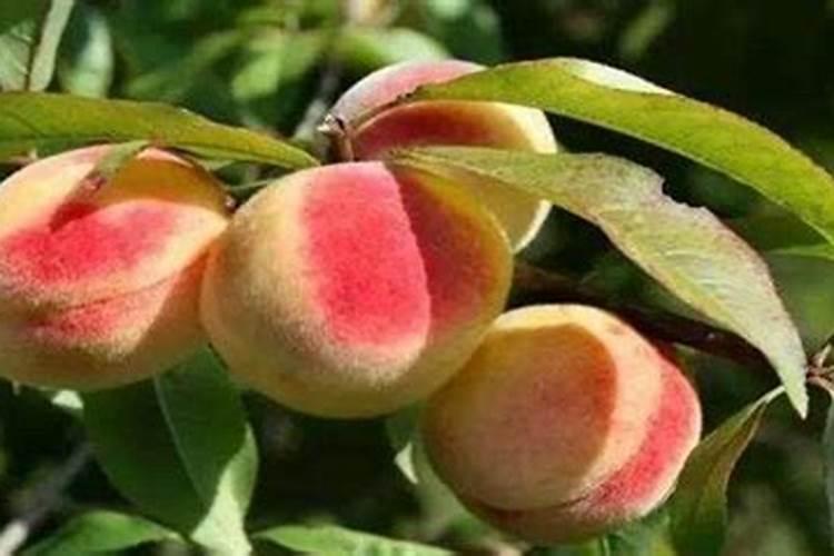 硼肥吃到肚子里有没有害