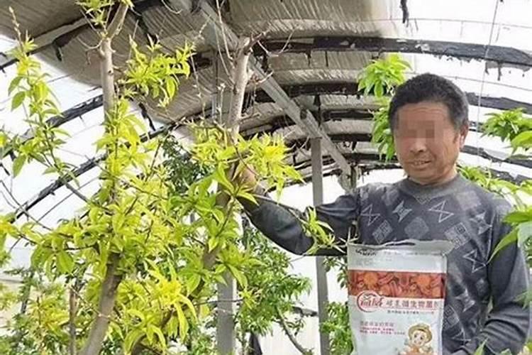 在暖棚内种植的油桃,究竟该在什么时候喂钙肥呢？
