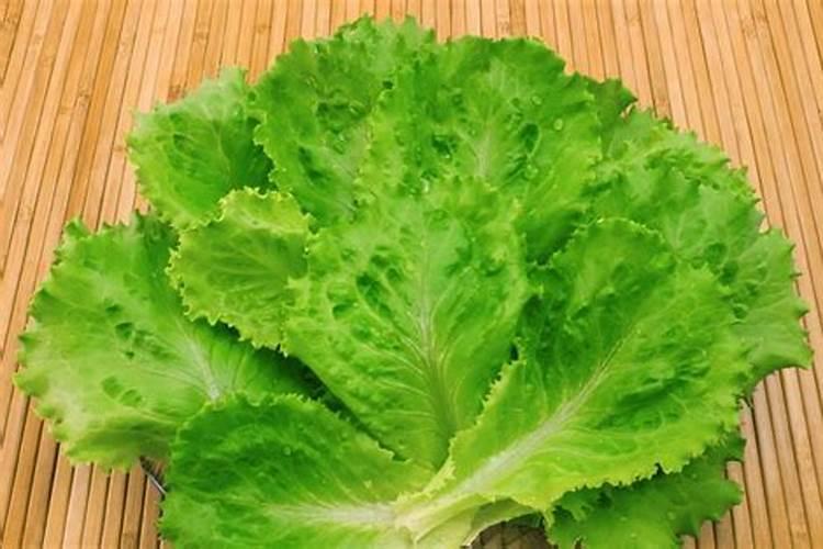 用什么能让生菜叶蹭蹭涨