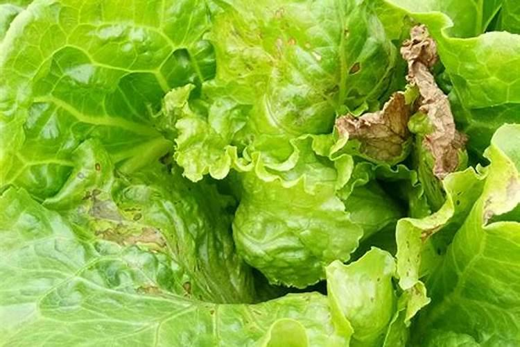 大葱施钙肥效果好吗