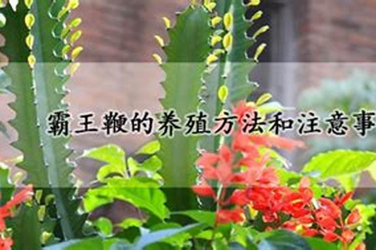 霸王鞭的养殖方法和注意事项