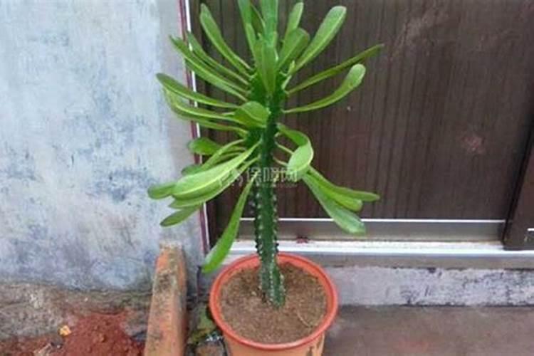 霸王鞭的养殖方法和注意事项有哪些