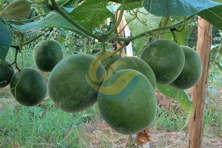 玉米金大棒和磷酸二氢钾和芸苔素内酯能不能混用