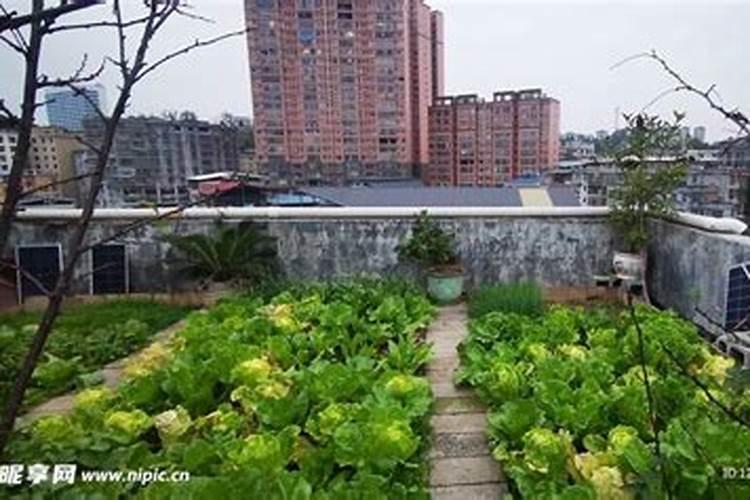 种菜最好的肥料是什么？