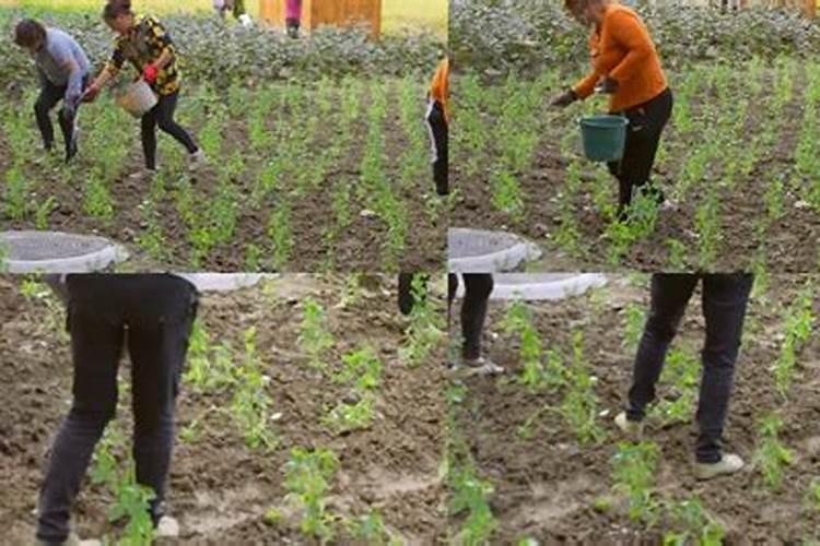 辛硫磷施撒时间