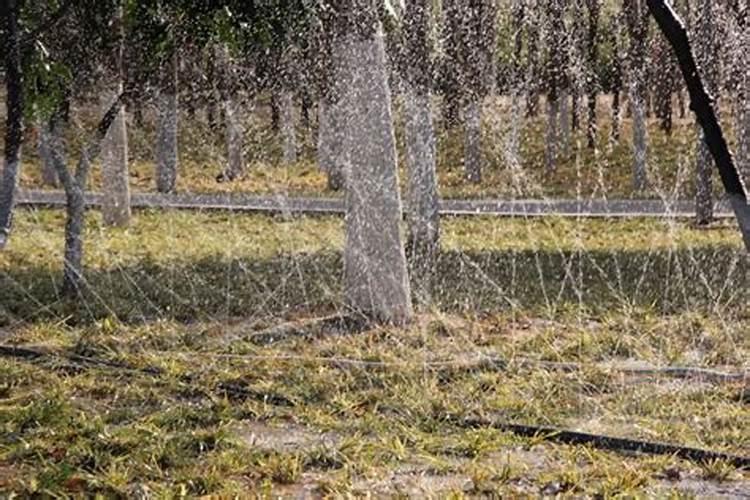 小麦倒春寒的预防措施有哪些？