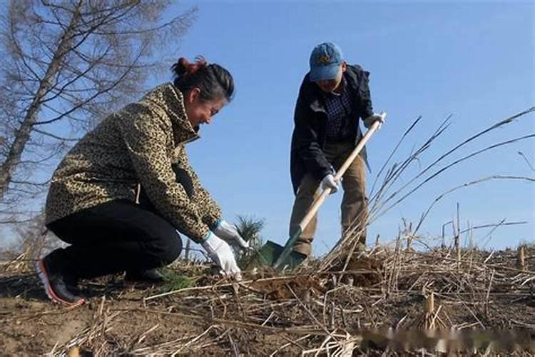 预防倒春寒的超强抗冻抗寒配方是什么？