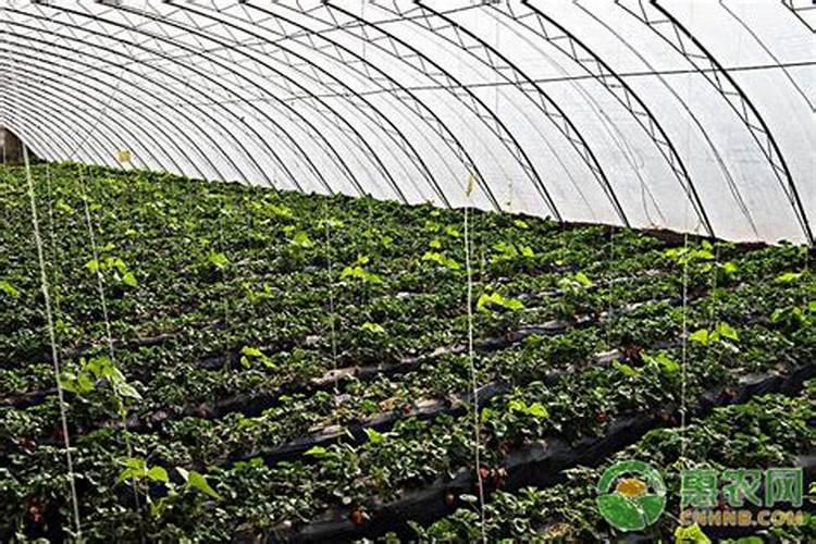 一亩直播水稻成本多少