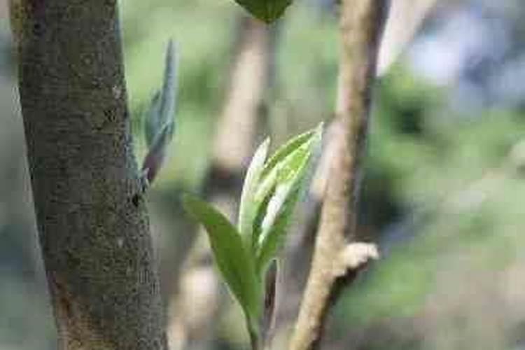 雨水丨春季茶叶生产管理技术要点