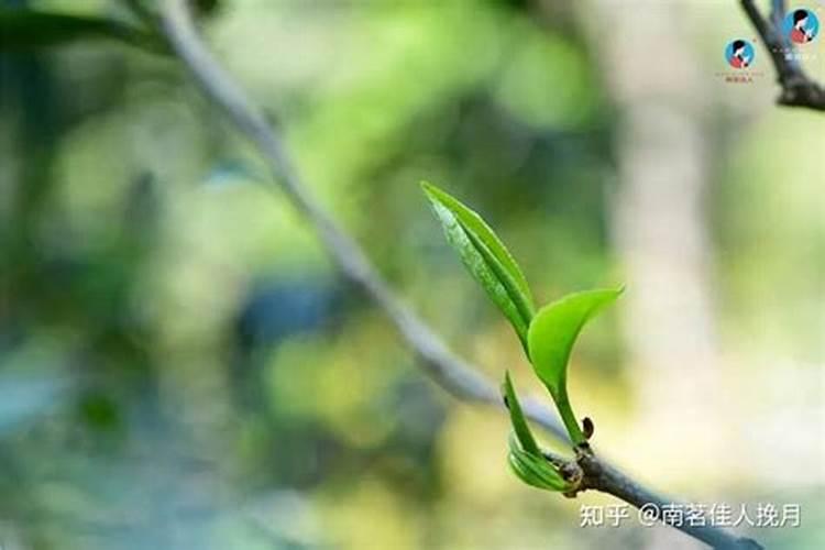 怎样可以提升茶叶的质量？