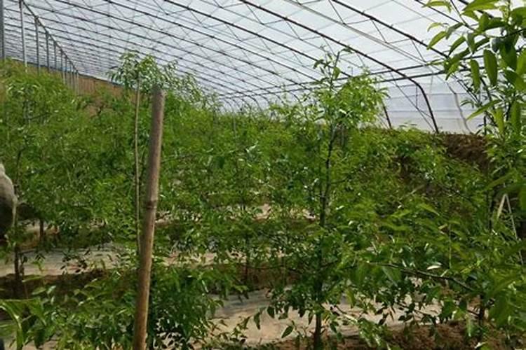 冷棚设施冬枣落叶期怎样管理？