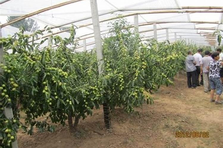 温室、冷棚冬枣采后现在怎样管理？