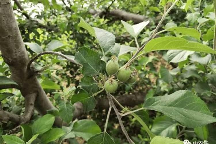 土壤速效钙的含量范围