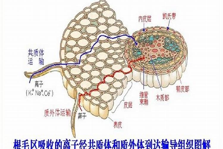 哪种叶面用的钙肥吸收好