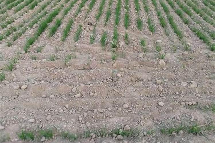 磷肥一亩地施多少