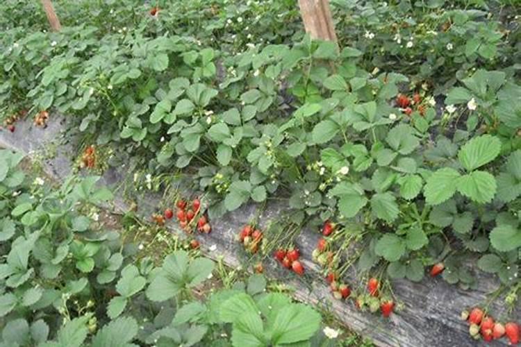 微量元素水溶肥料授粉座果精有毒吗