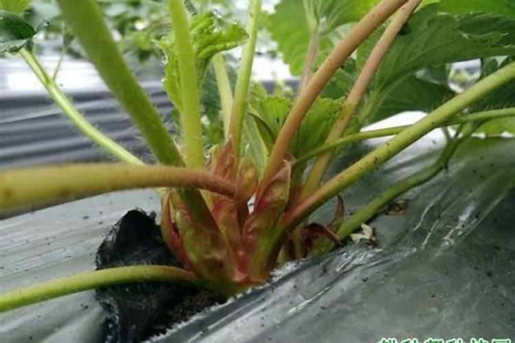 草莓多久追肥 草莓怎么施肥？