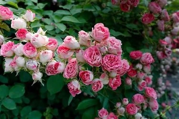 月季长花苞后怎么施肥 花蕾期施什么肥