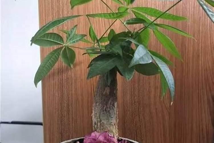 发财树可以浇尿素水吗？