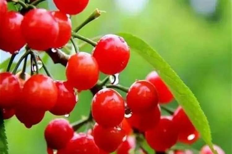 黄腐酸钾最佳使用方法