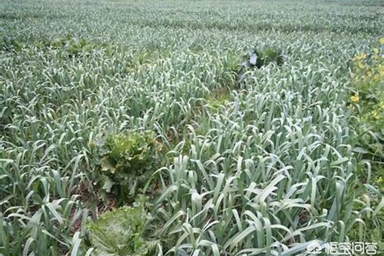 除草剂加尿素有什么作用