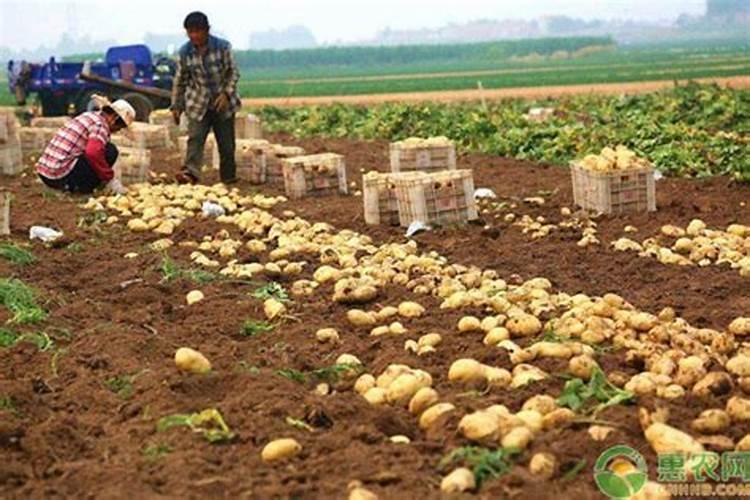 莴笋要如何种植管理才能茎嫩粗大不开裂？赶紧学习一下