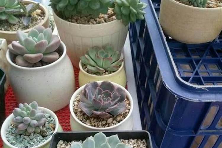 多肉施什么肥最好 适合用什么肥料