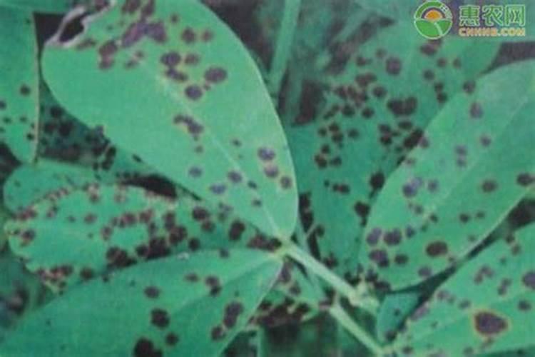 两颗南瓜苗很近需要移栽么