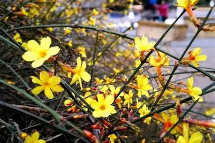 迎春花为什么不开花