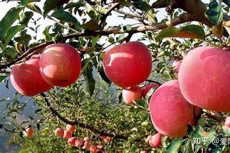 苹果树秋季施什么肥？
