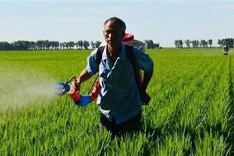 如何给兰花施肥