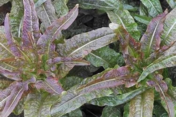 香菜在北方怕不怕遭遇冻害情况？