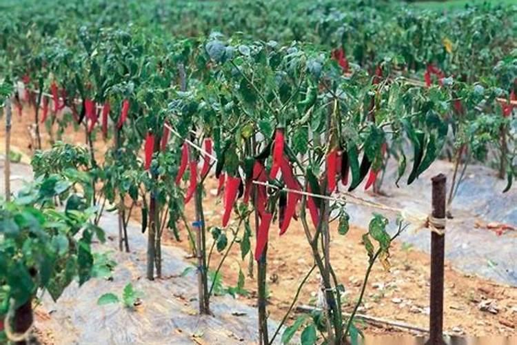 苹果叶面钙肥那品牌质量好？