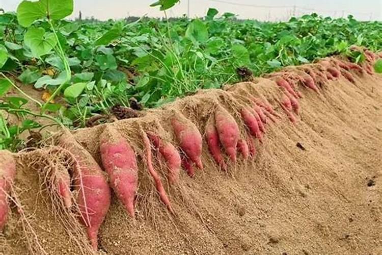 红薯种植技术与管理 30～40千克过磷酸钙