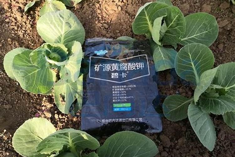 栽红薯用什么肥料更高产