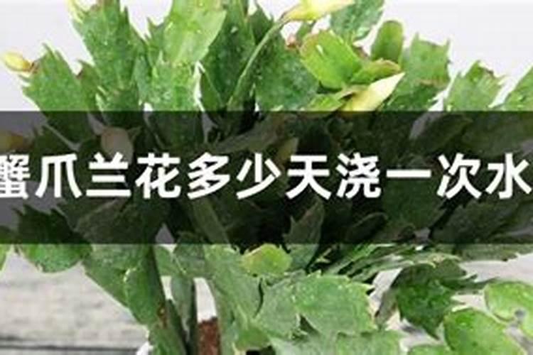 蟹爪兰的施肥方法
