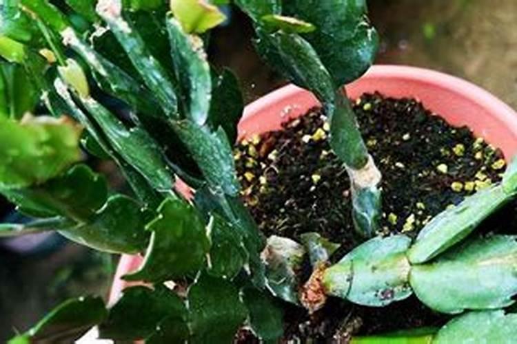 蟹爪兰怎么施肥,蟹爪兰什么时候施肥好