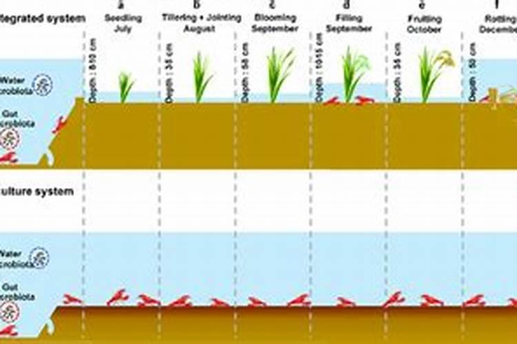 铵态氮肥有哪些